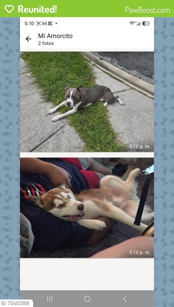 Reunited Male Dog last seen Near moss haven rd 32221, Jacksonville, FL 32221