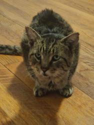 Found/Stray Unknown Cat last seen giant tree on end of enid del road by pitney, Columbia, SC 29212