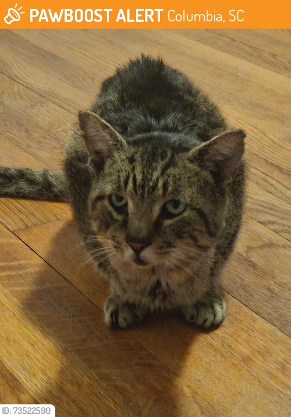 Found/Stray Unknown Cat last seen giant tree on end of enid del road by pitney, Columbia, SC 29212