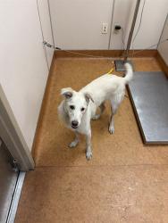 Shelter Stray Unknown Dog last seen HOWE AVE/ ARDEN WY, 95825, 3839 Bradshaw Rd, Sacramento, CA 95827, USA