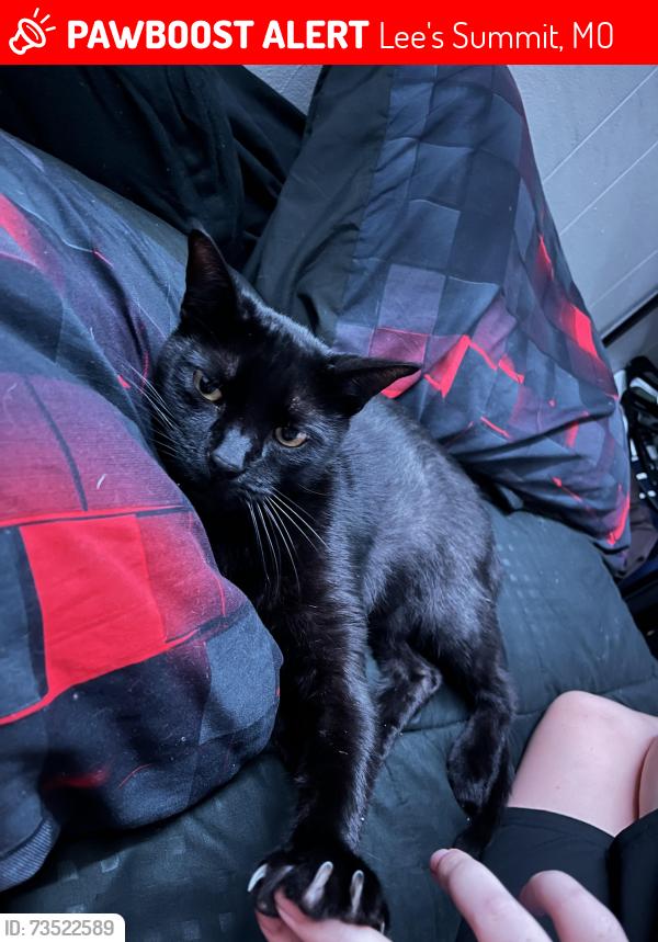 Lost Male Cat last seen Summit street, Lee's Summit, MO 64081