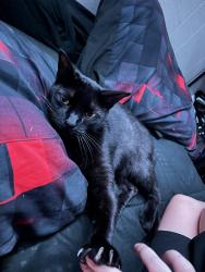 Lost Male Cat last seen Summit street, Lee's Summit, MO 64081