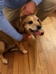 Found/Stray Female Dog last seen Little Nancy Creek Park, Atlanta, GA 30342