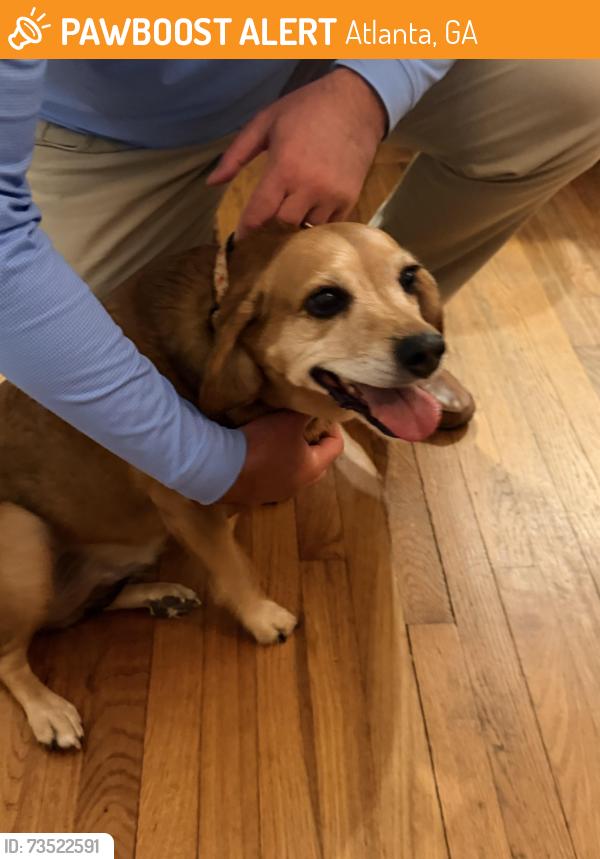 Found/Stray Female Dog last seen Little Nancy Creek Park, Atlanta, GA 30342
