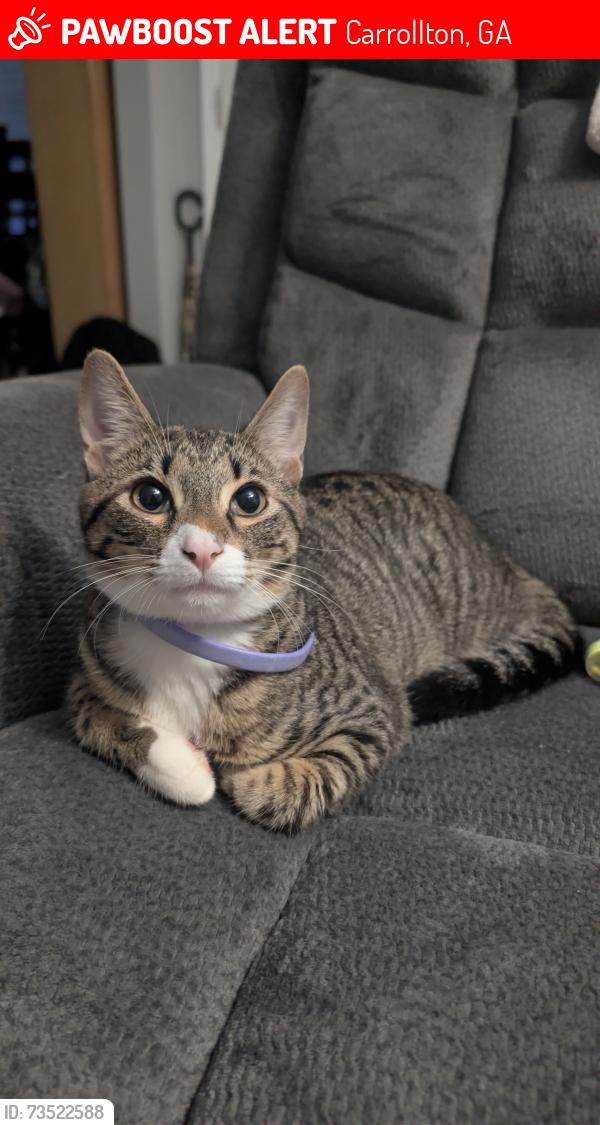 Lost Male Cat last seen Near Watson St, Carrollton, GA 30117