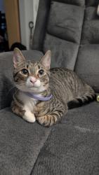 Lost Male Cat last seen Near Watson St, Carrollton, GA 30117