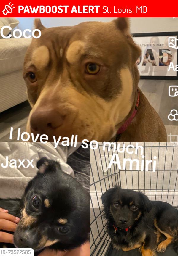 Lost Male Dog last seen Page ave, St. Louis, MO 63108