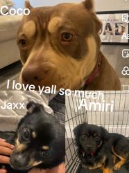 Lost Male Dog last seen Page ave, St. Louis, MO 63108