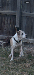 Reunited Male Dog last seen Near and eudora, Thornton, CO 80233