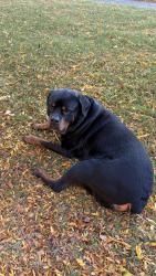 Reunited Male Dog last seen Long Pond and Larkins Crossing, Rochester, NY 14612