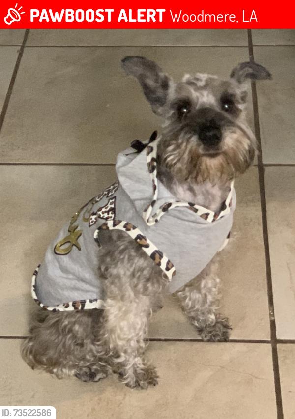 Lost Female Dog last seen North Chipwood and Whippletree, Woodmere, LA 70058