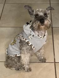 Lost Female Dog last seen North Chipwood and Whippletree, Woodmere, LA 70058