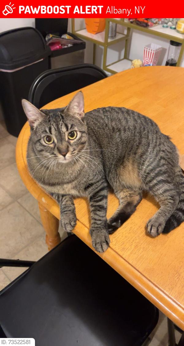 Lost Female Cat last seen Russel rd and Berkshire Blvd, Albany, NY 12203