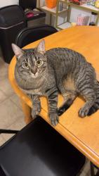 Lost Female Cat last seen Russel rd and Berkshire Blvd, Albany, NY 12203