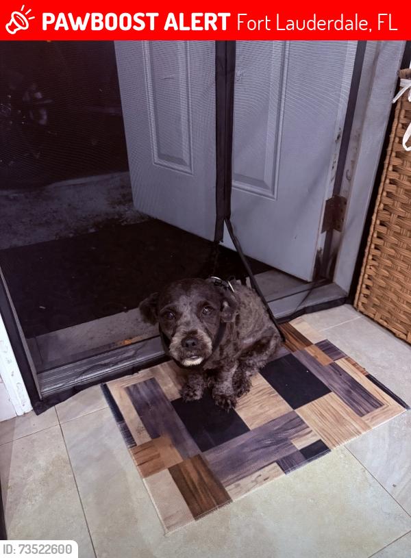 Lost Male Dog last seen Near NW 21st Ave Fort Lauderdale, FL 33311, Fort Lauderdale, FL 33311