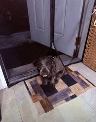 Lost Male Dog last seen Near NW 21st Ave Fort Lauderdale, FL 33311, Fort Lauderdale, FL 33311