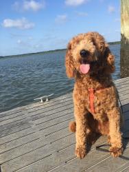Lost Female Dog last seen Winterfield and driftwood, Charlotte, NC 28205