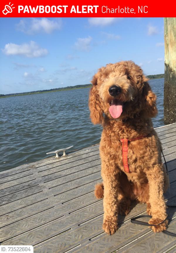 Lost Female Dog last seen Winterfield and driftwood, Charlotte, NC 28205