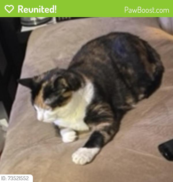 Reunited Female Cat last seen University Ave, Metuchen, NJ 08840