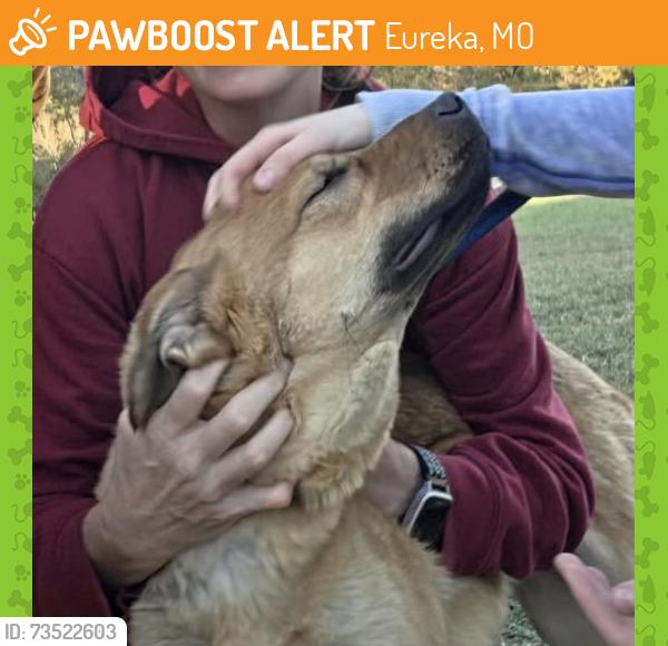 Found/Stray Male Dog last seen Young Conservation Area, Eureka, MO 63025