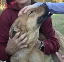 Found/Stray Male Dog last seen Young Conservation Area, Eureka, MO 63025