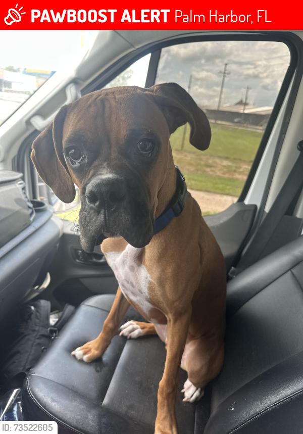 Lost Male Dog last seen East lake, Palm Harbor, FL 34685