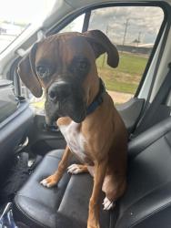 Lost Male Dog last seen East lake, Palm Harbor, FL 34685