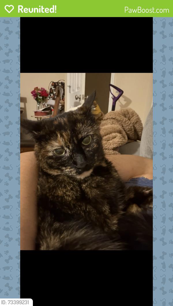 Reunited Female Cat last seen Emerson ln, Westmoreland, TN 37186