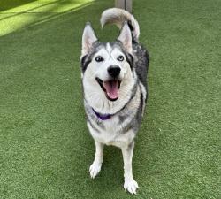 Shelter Stray Female Dog last seen Near Oceanside Boulevard, Oceanside, CA, 92054, Oceanside, CA 92058, USA