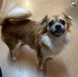 Shelter Stray Female Dog last seen Near E Vista Way, Vista, CA, 92084, Oceanside, CA 92058, USA