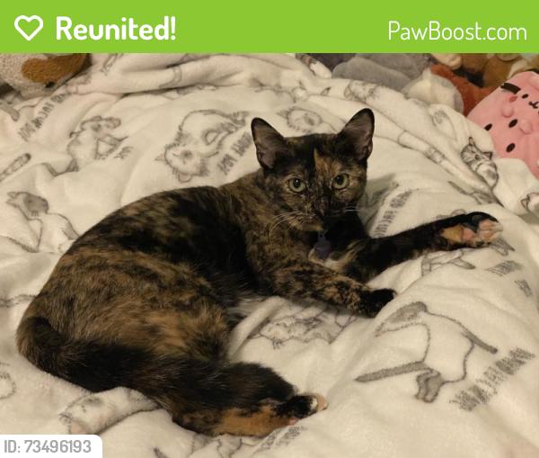 Reunited Female Cat last seen Idlewild Blvd, Fredericksburg, VA 22401
