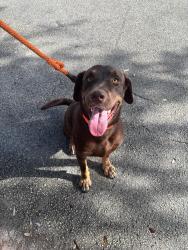 Found/Stray Male Dog last seen Atlantic blvd highway ramp, Pompano Beach, FL 33060