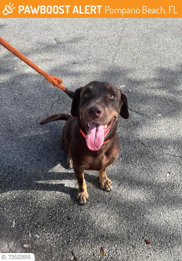 Found/Stray Male Dog last seen Atlantic blvd highway ramp, Pompano Beach, FL 33060