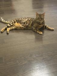 Lost Female Cat last seen Weslcok cres, Aurora, ON L4G 0B7