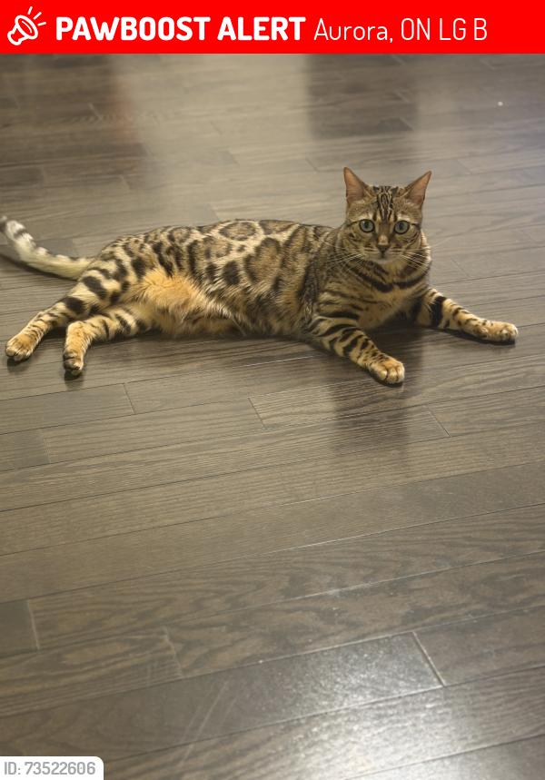 Lost Female Cat last seen Weslcok cres, Aurora, ON L4G 0B7