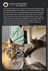Lost Male Cat last seen Nugget market on University, Rocklin, CA 95765