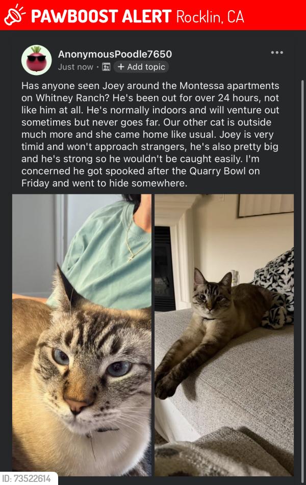 Lost Male Cat last seen Nugget market on University, Rocklin, CA 95765