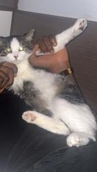 Reunited Male Cat last seen Applegate Accomodation, Leicester, England 
