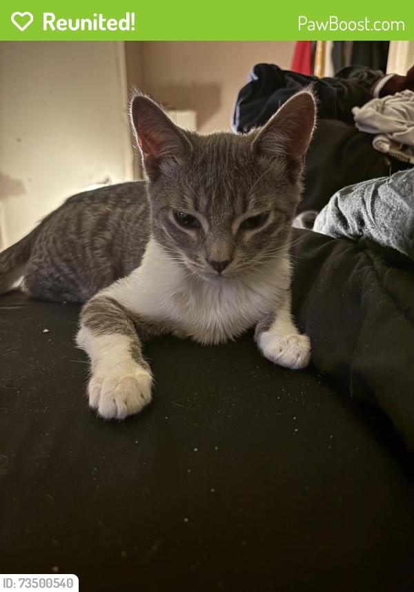 Reunited Male Cat last seen Tara plantation, Richmond, TX 77469