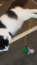 Lost Male Cat last seen Downham, Greater London, England 