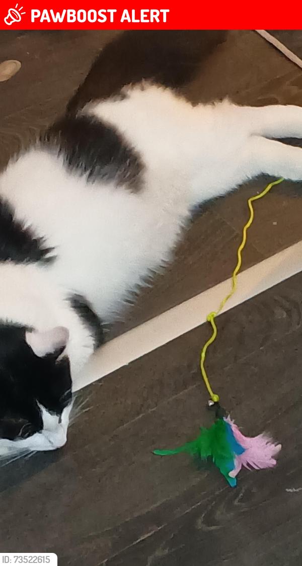 Lost Male Cat last seen Downham, Greater London, England 