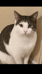 Lost Male Cat last seen Devon Ct Lytchfield Pl Allistar, Winston-Salem, NC 27104