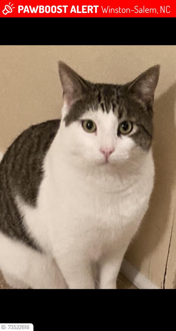 Lost Male Cat last seen Devon Ct Lytchfield Pl Allistar, Winston-Salem, NC 27104