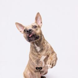 Shelter Stray Female Dog last seen , 3607 N Armenia Ave, Tampa, FL 33607, USA