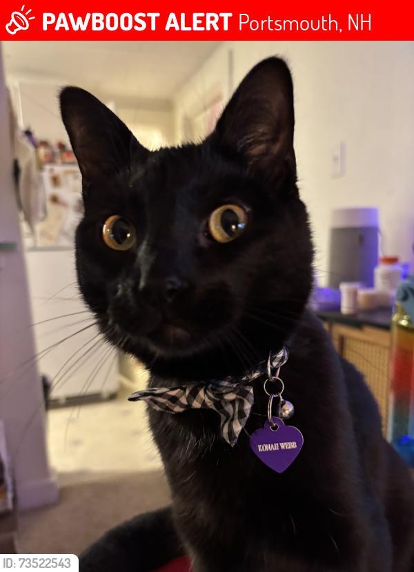 Lost Male Cat last seen Portsmouth Scuba. hse is directly behind the scuba shop, Portsmouth, NH 03801