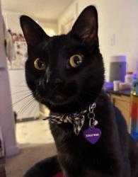 Lost Male Cat last seen Portsmouth Scuba. hse is directly behind the scuba shop, Portsmouth, NH 03801