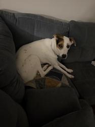 Found/Stray Female Dog last seen Apt 301, San Antonio, TX 78216