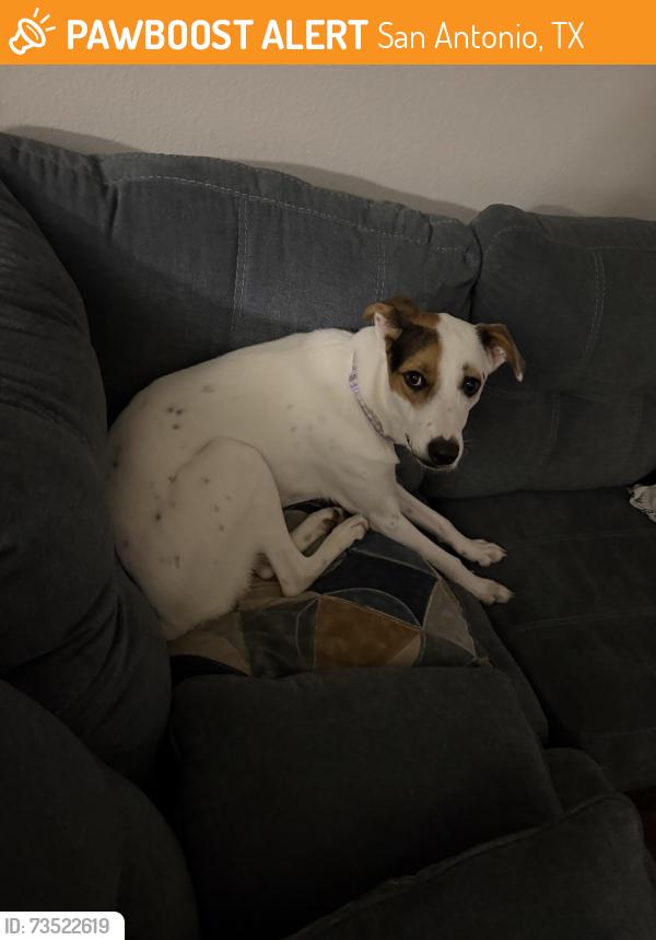 Found/Stray Female Dog last seen Apt 301, San Antonio, TX 78216