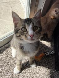 Found/Stray Male Cat last seen Near oak leaf dr, Kansas City, MO 64129
