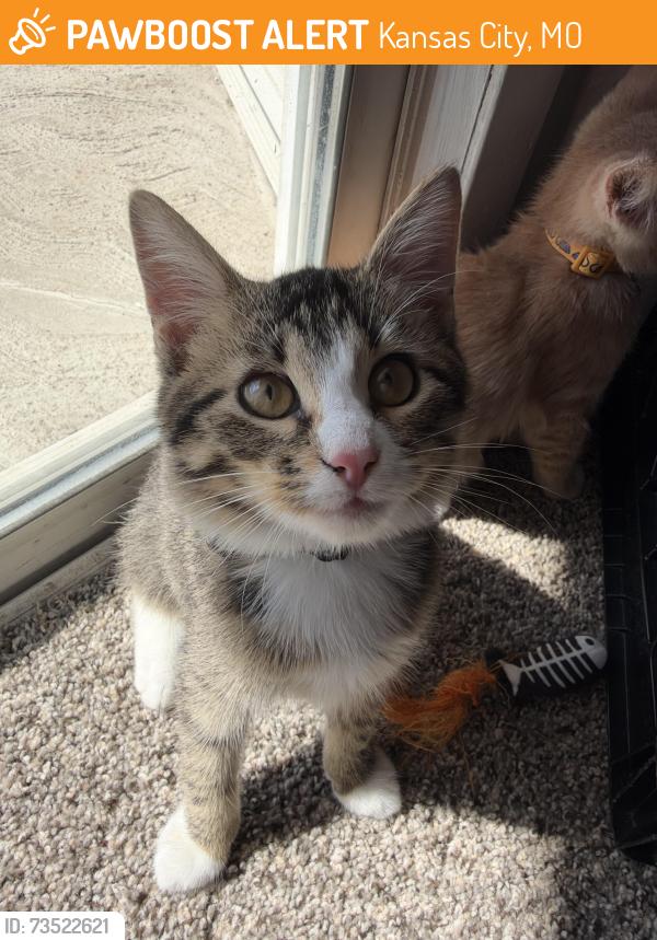 Found/Stray Male Cat last seen Near oak leaf dr, Kansas City, MO 64129